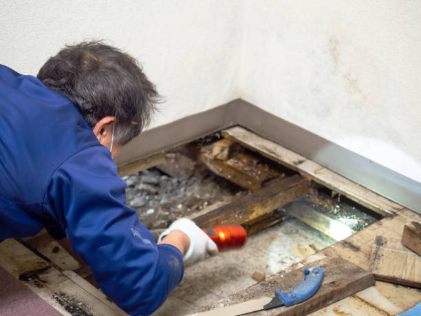 Best Crawl Space Mold Removal  in , VT