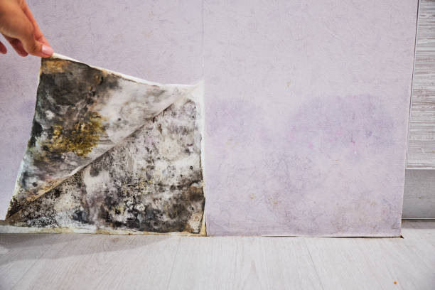 Best Fast Mold Removal  in , VT
